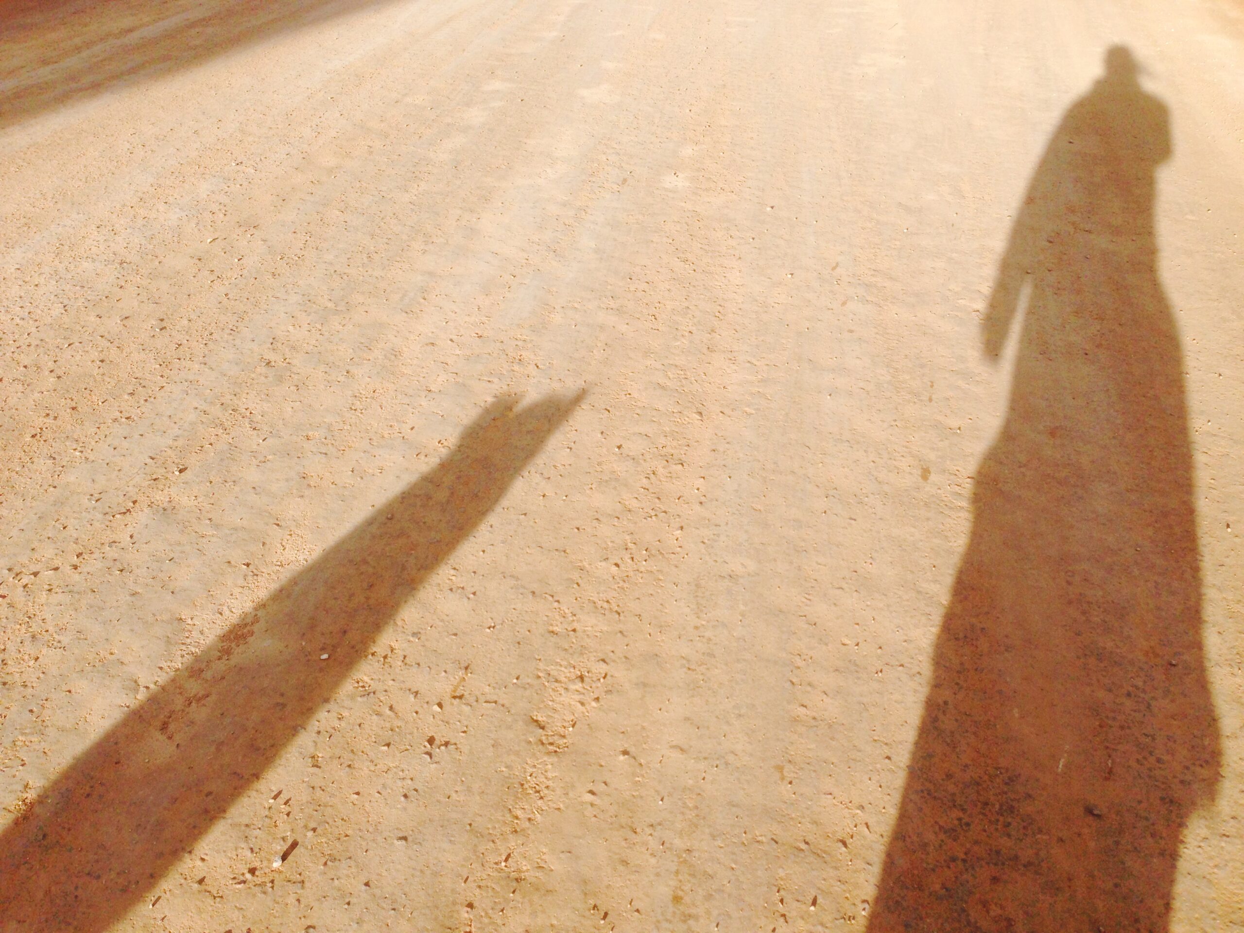 Photo of shadows cast on the ground